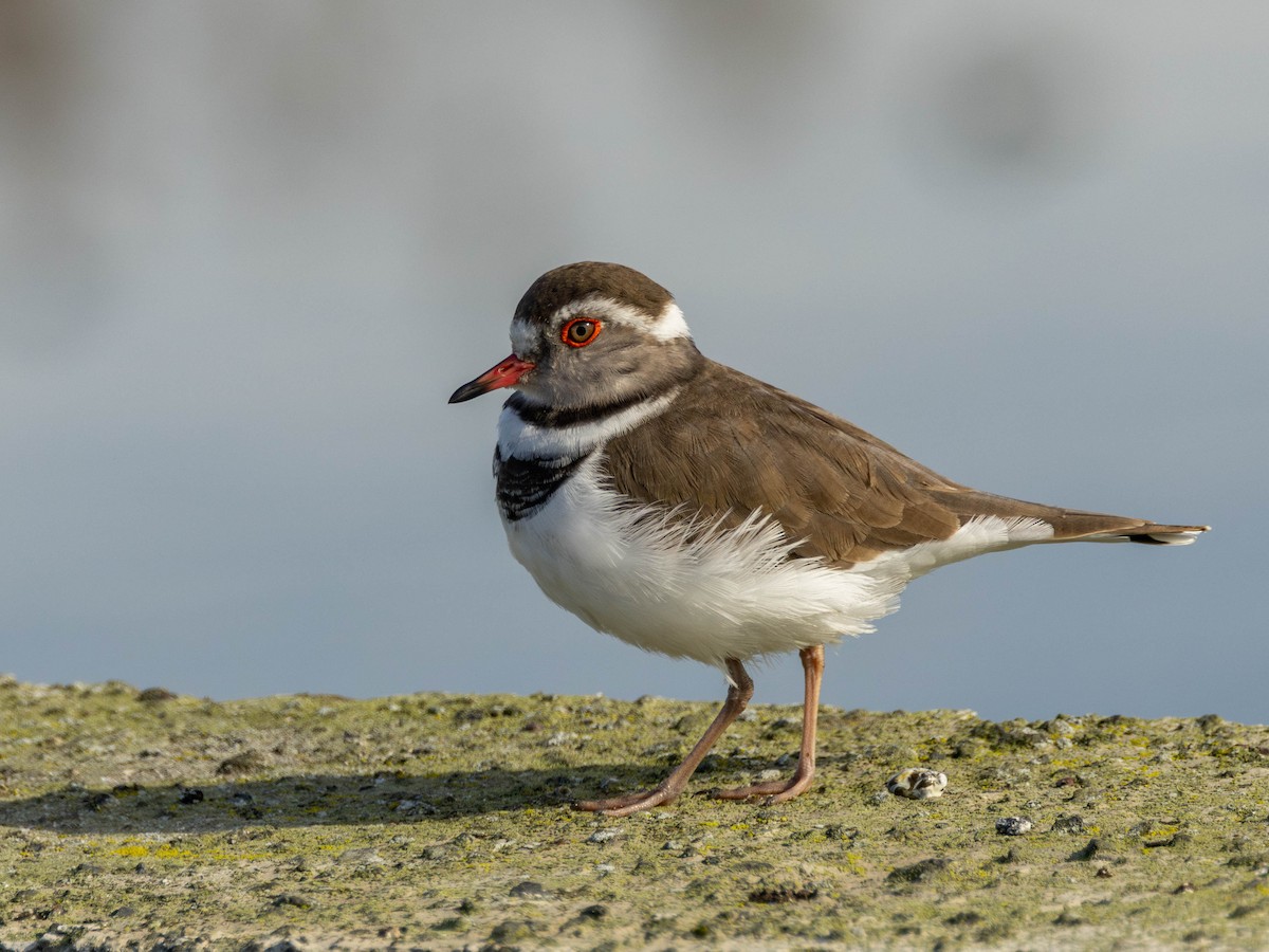 Three-banded Plover - ML620862488