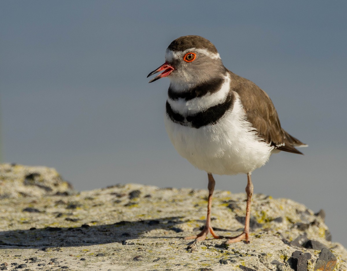 Three-banded Plover - ML620862489