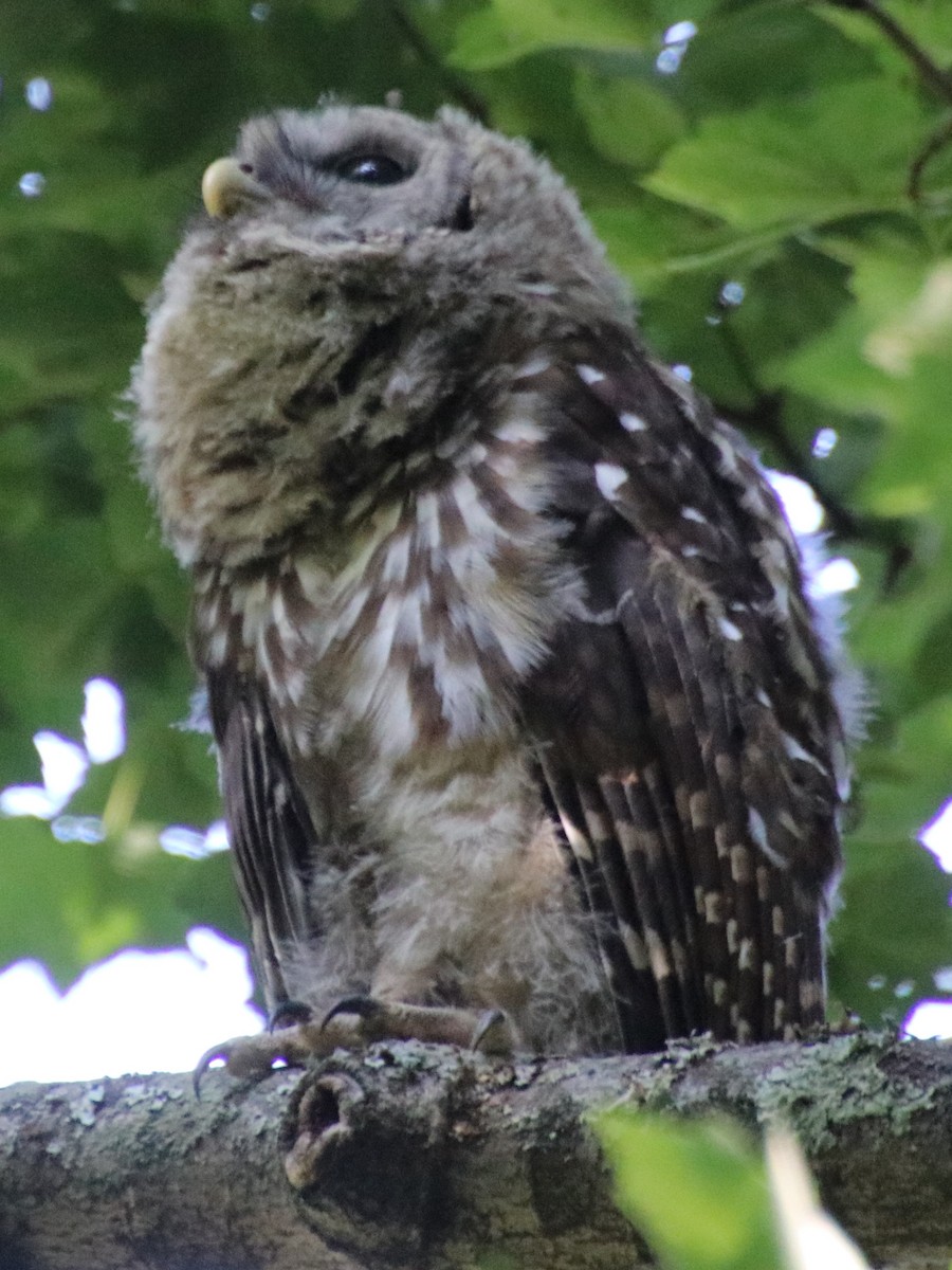 Barred Owl - ML620862495