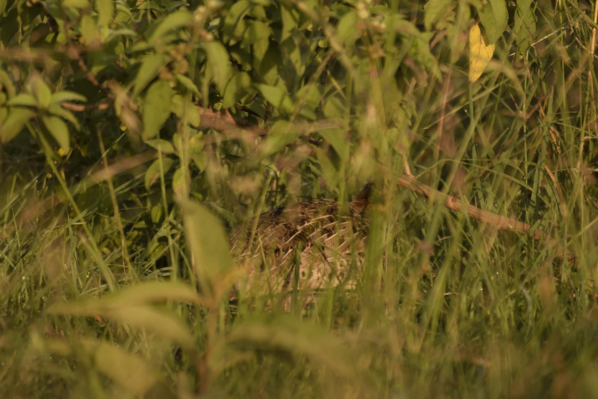 Coqui Francolin - ML620862499