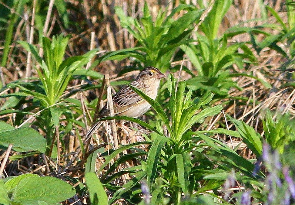 Grasshopper Sparrow - ML620862500