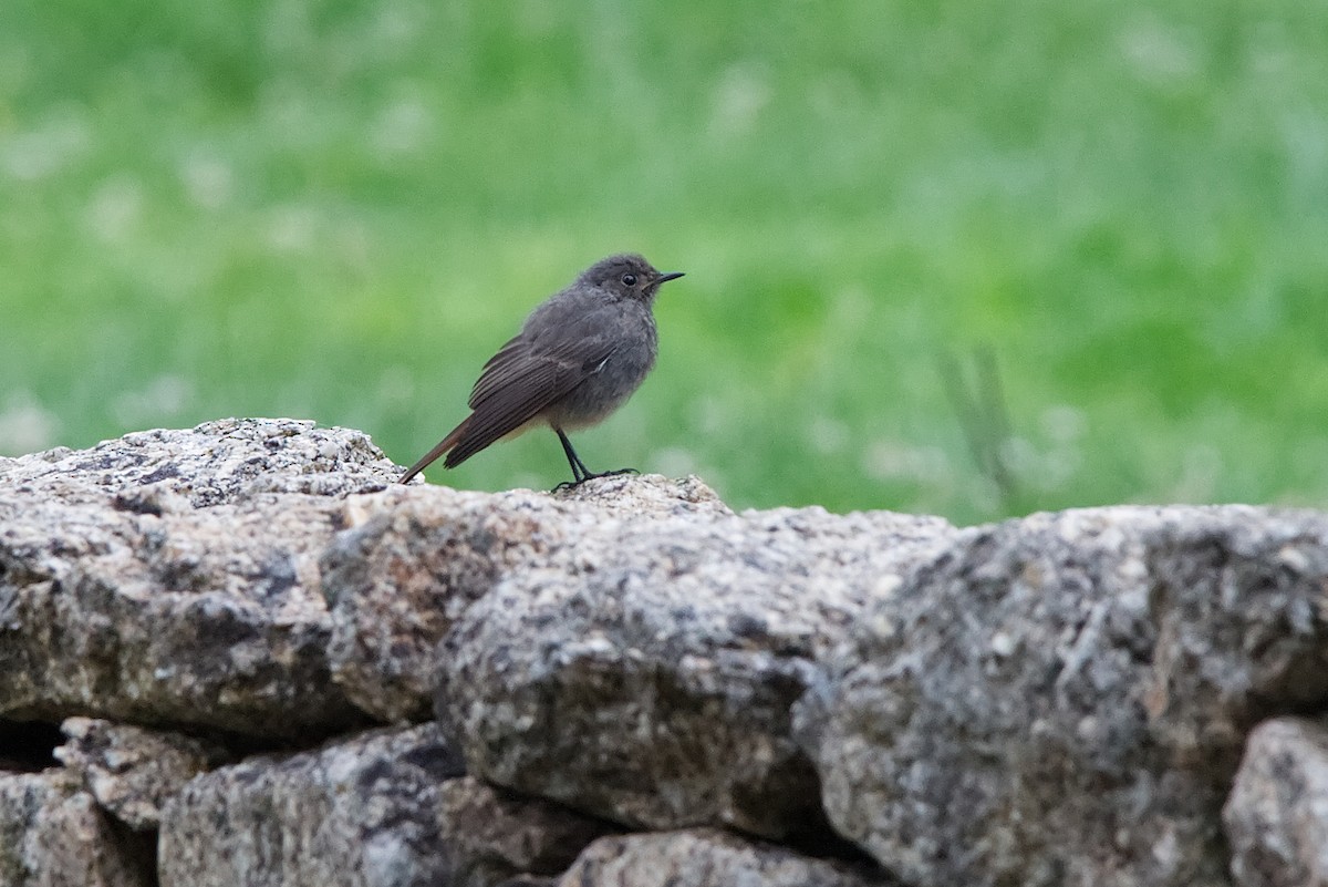 Black Redstart - ML620862517