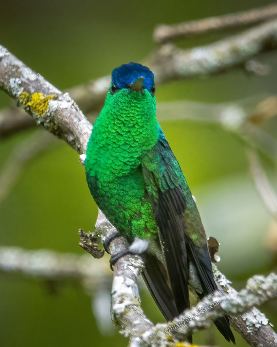 Indigo-capped Hummingbird - ML620862520