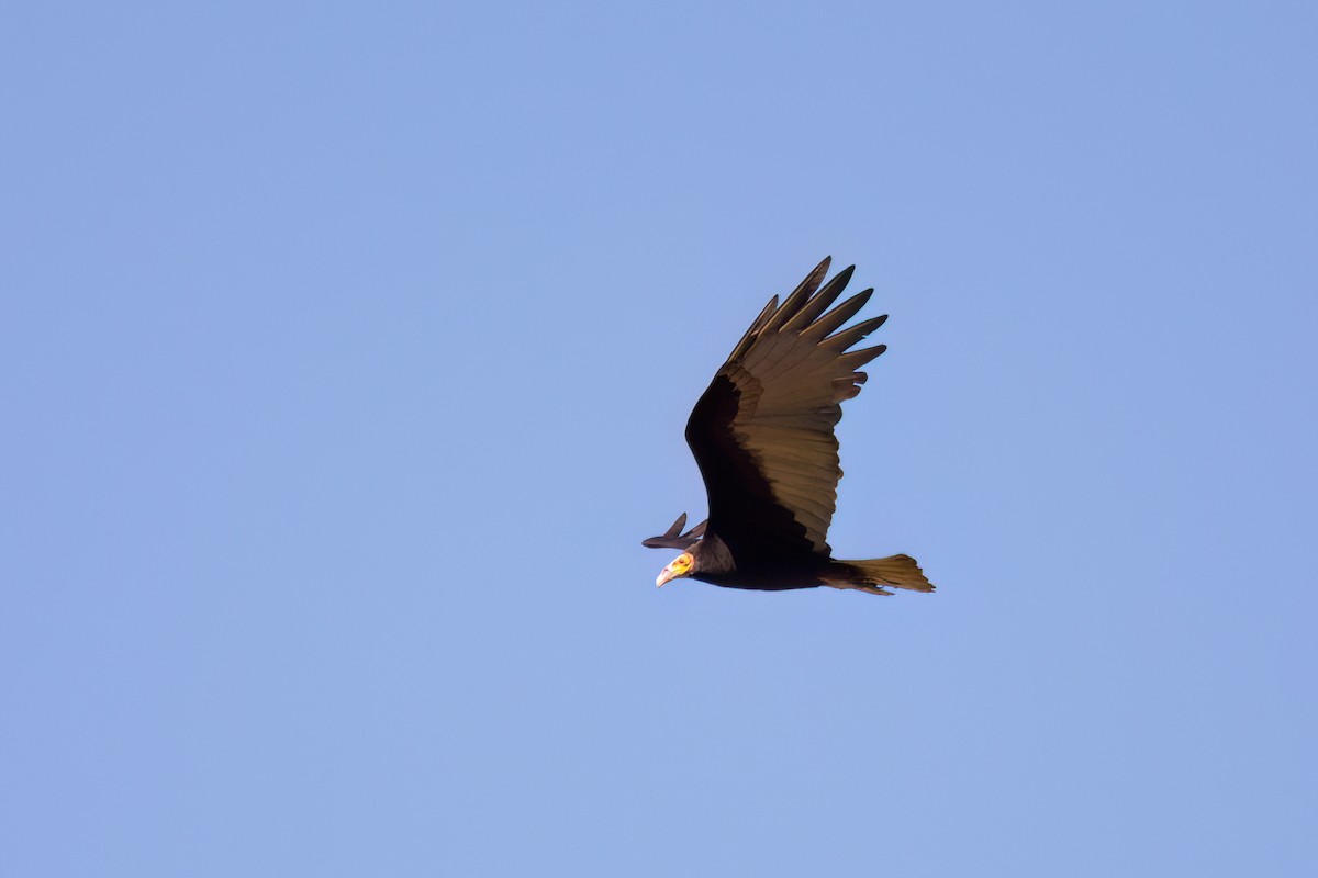 Lesser Yellow-headed Vulture - ML620862521