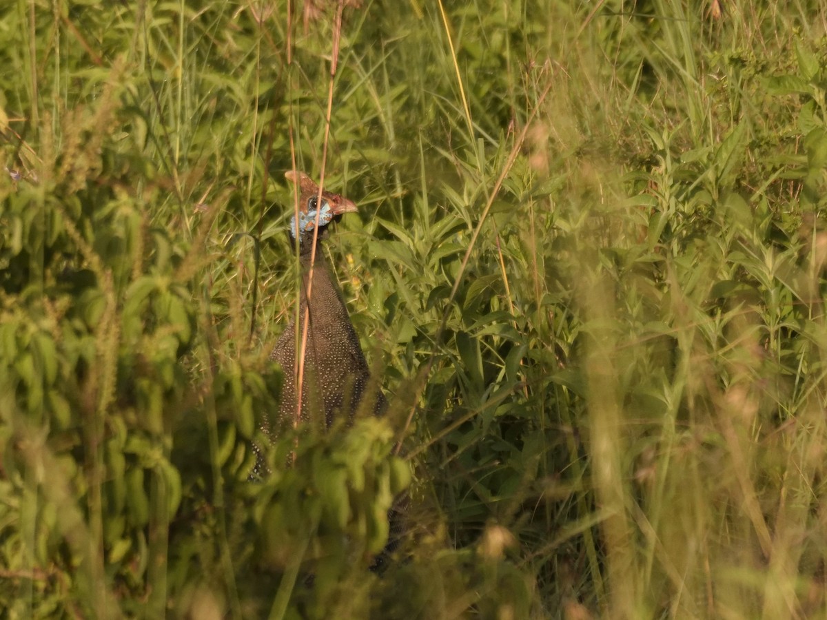 Helmeted Guineafowl - MAYANK NAMDEO