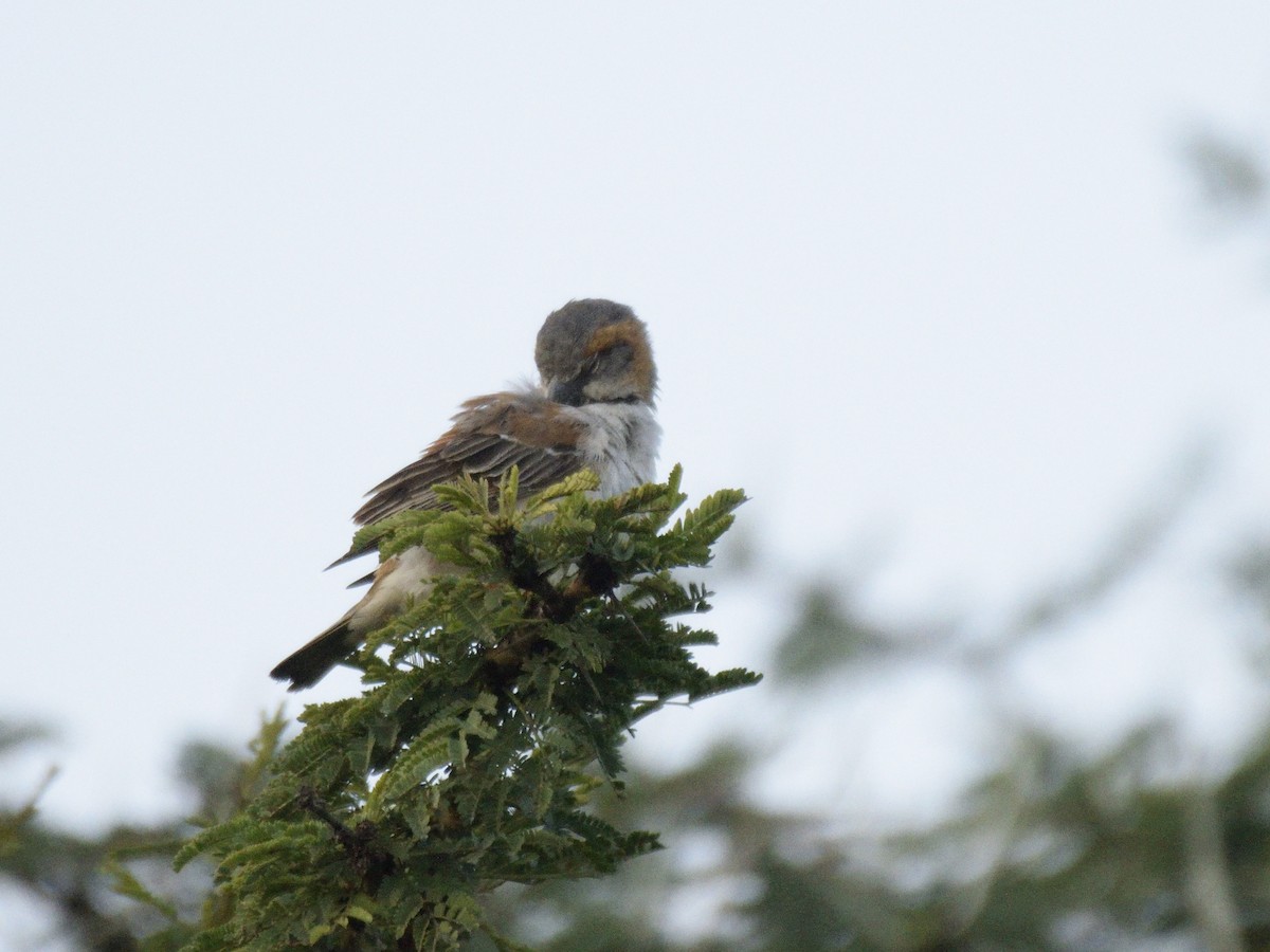 Kenya Rufous Sparrow - ML620862528