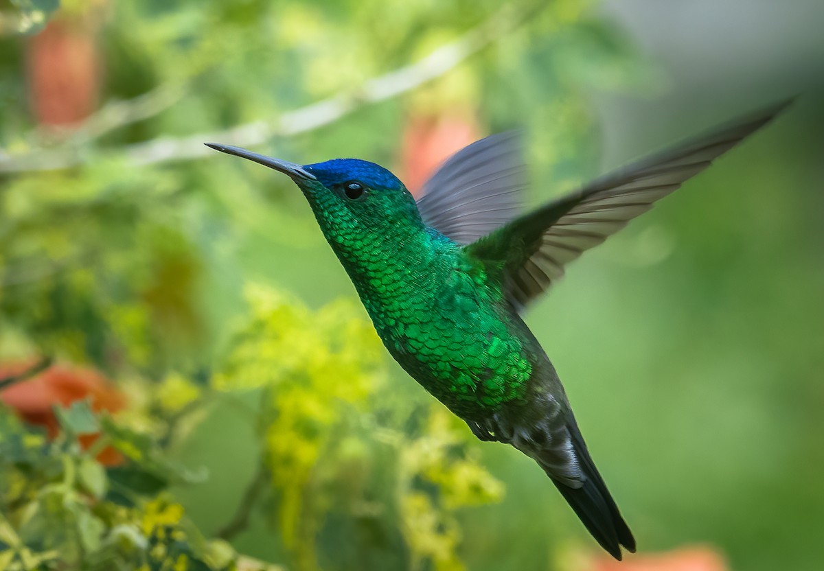 Indigo-capped Hummingbird - Juan Torres Tavera