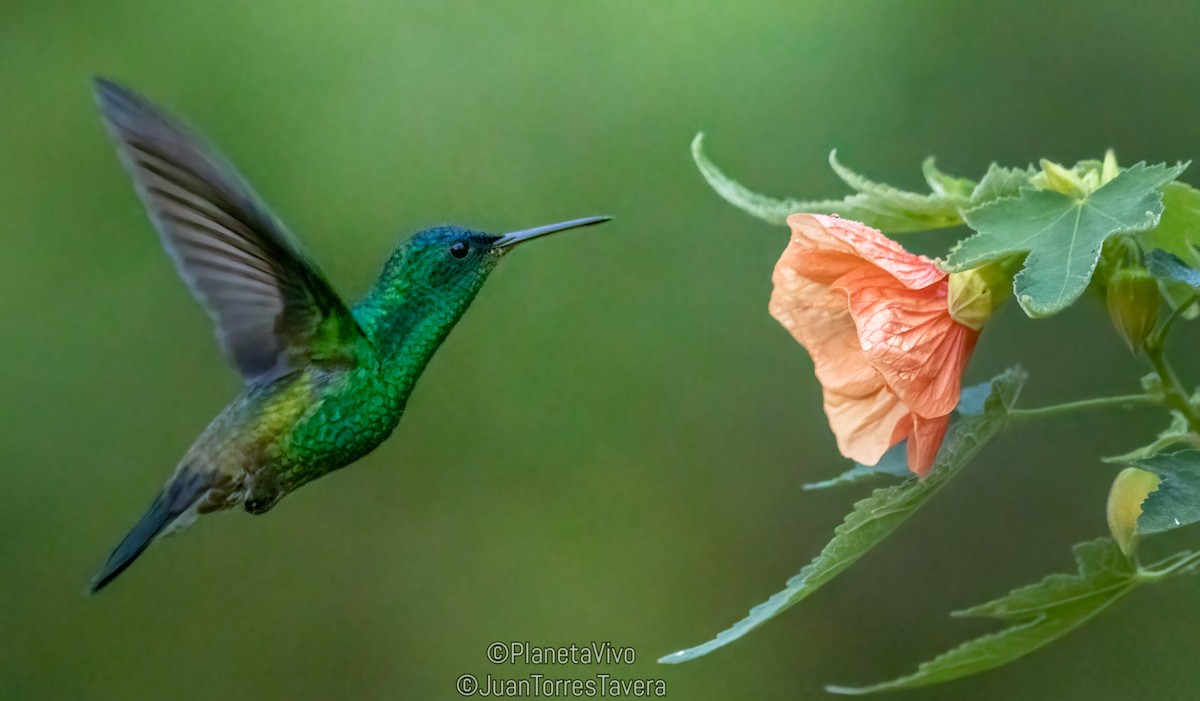 Ariane à front bleu - ML620862533