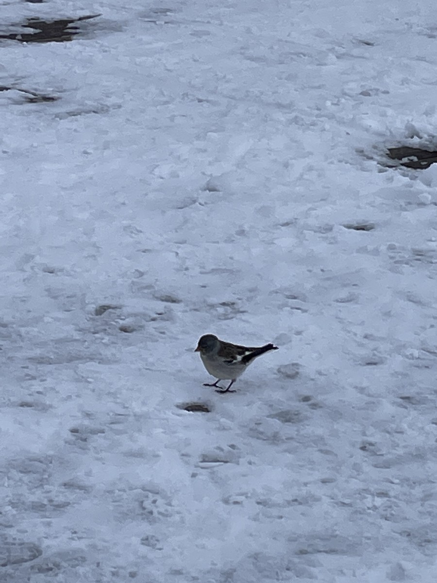 White-winged Snowfinch - ML620862555