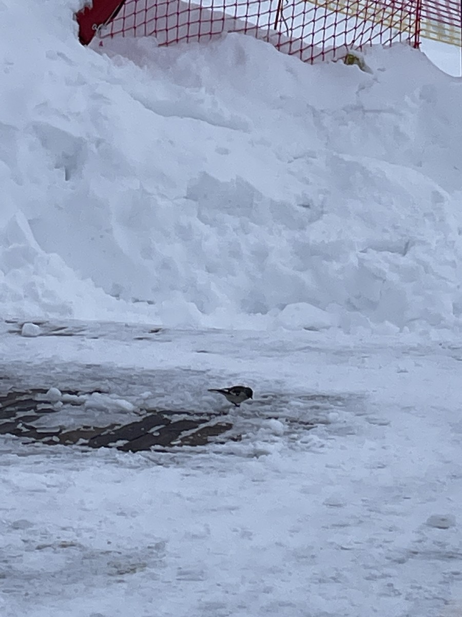 White-winged Snowfinch - ML620862556