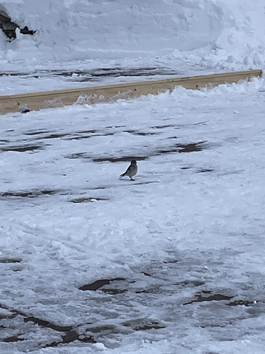 White-winged Snowfinch - ML620862557