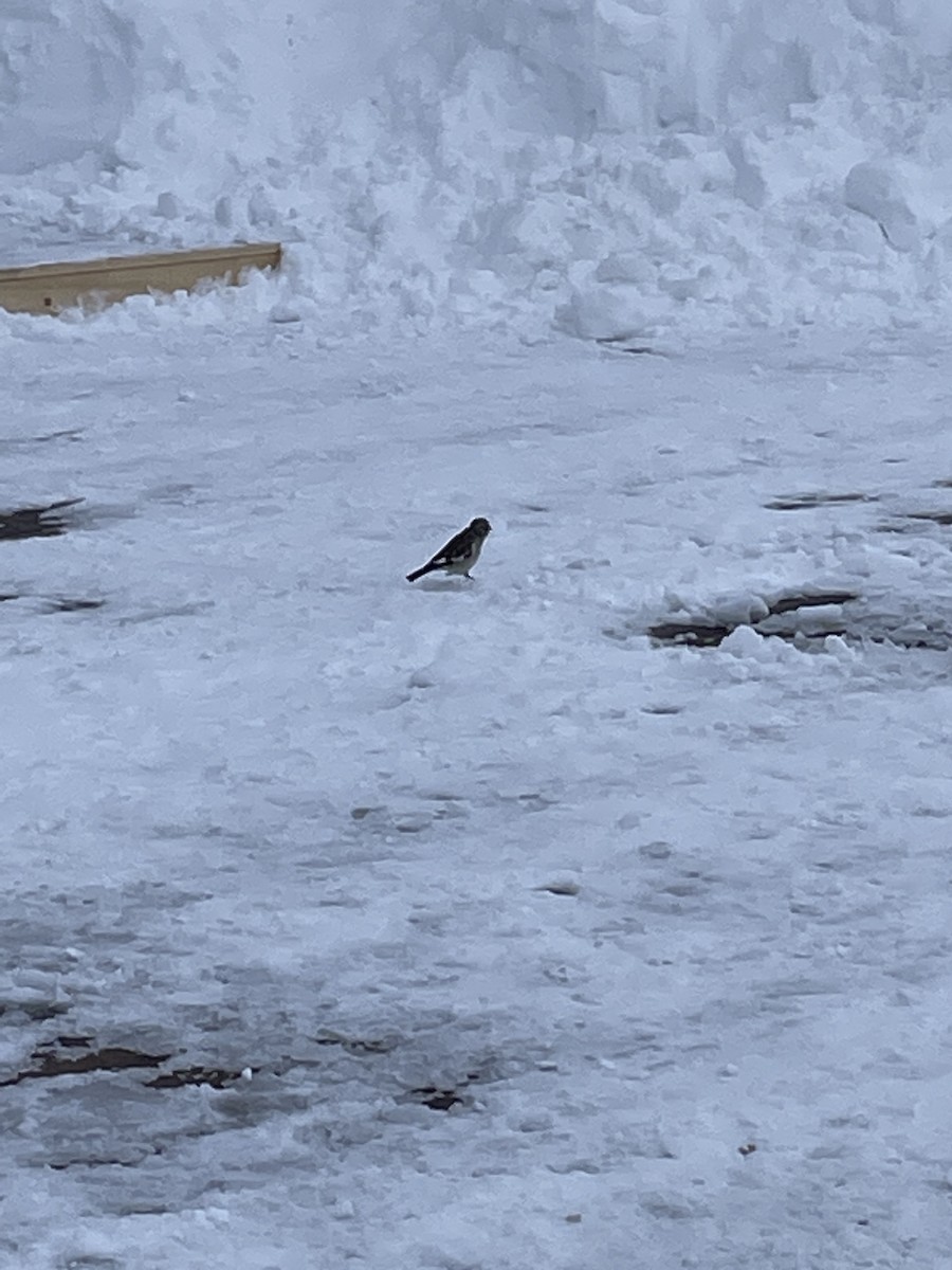 White-winged Snowfinch - Denise Currin