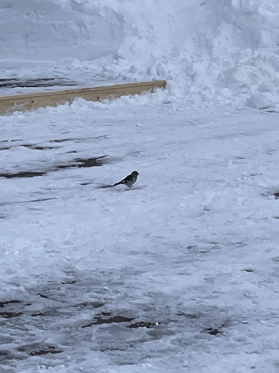 White-winged Snowfinch - ML620862562