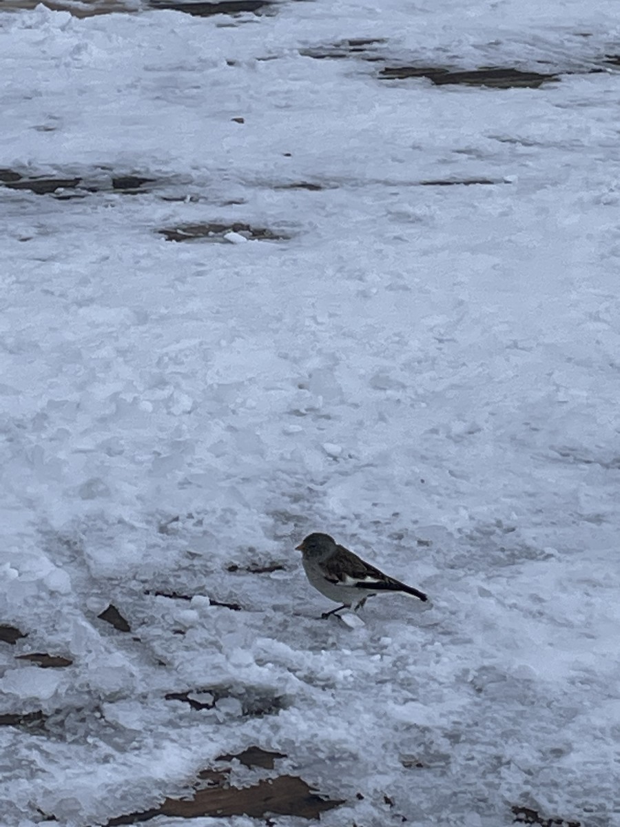 White-winged Snowfinch - ML620862564