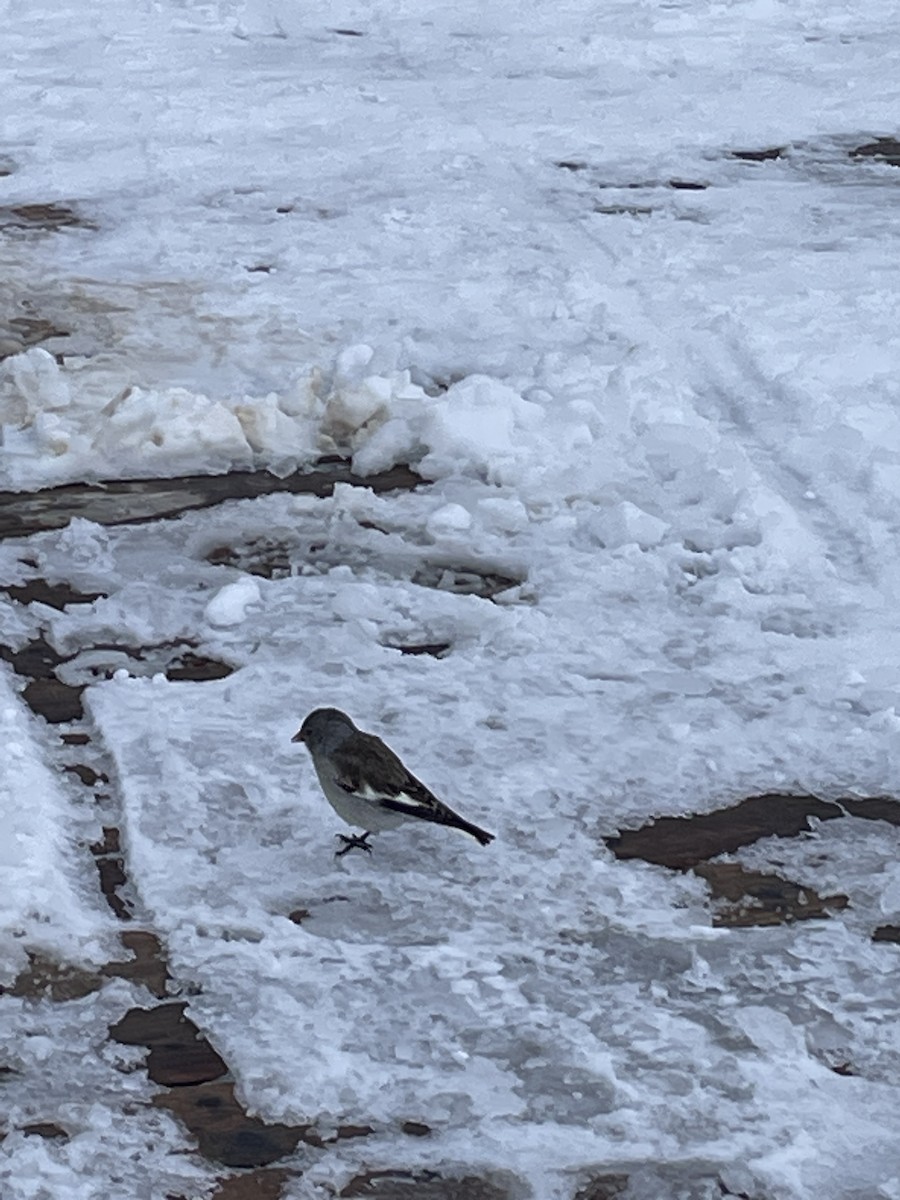 White-winged Snowfinch - ML620862565