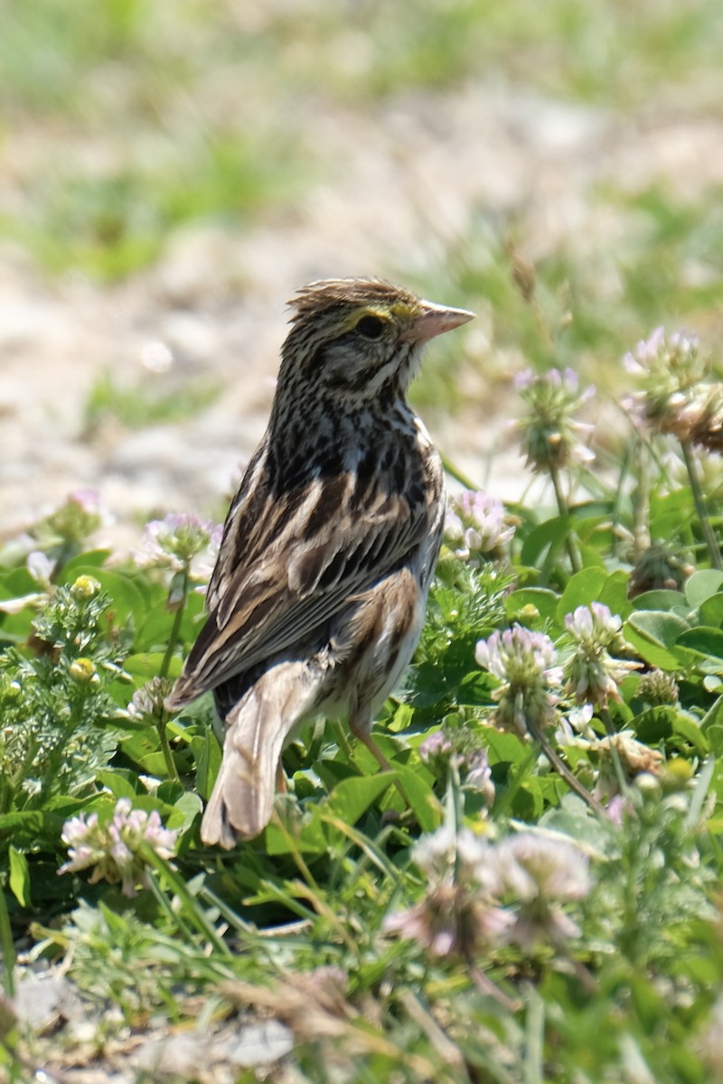 Savannah Sparrow - ML620862567