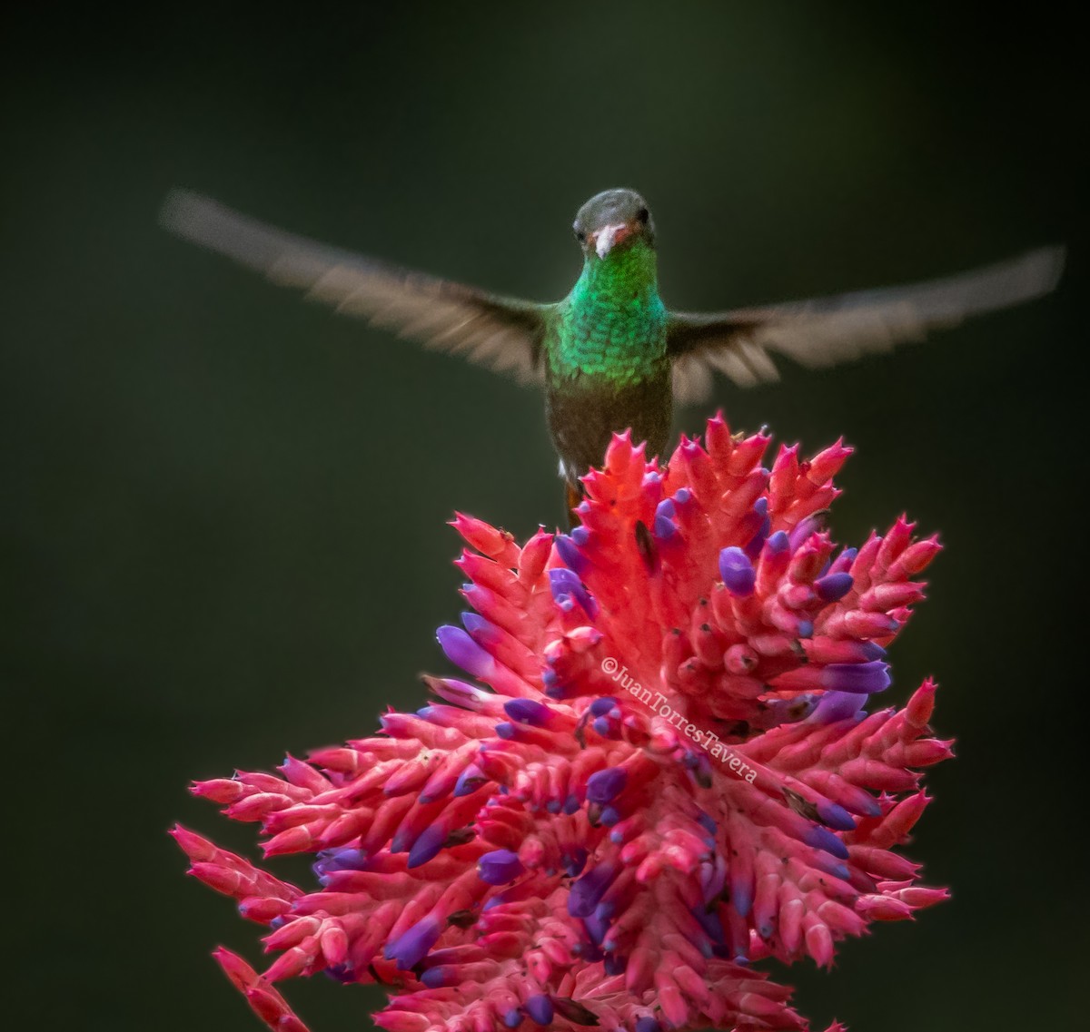 Rufous-tailed Hummingbird - ML620862571