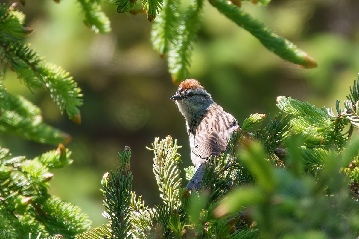 Chipping Sparrow - ML620862572