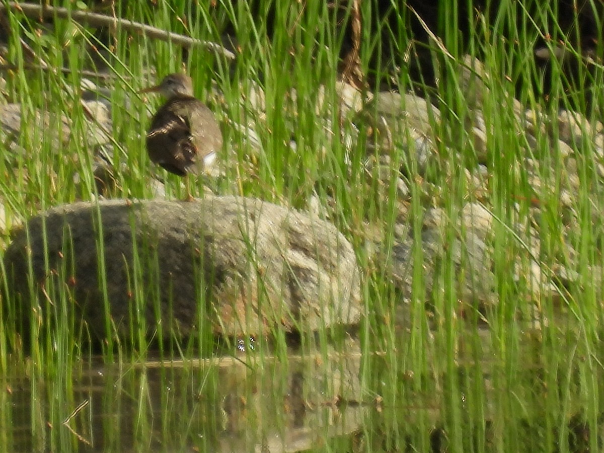 Spotted Sandpiper - ML620862582