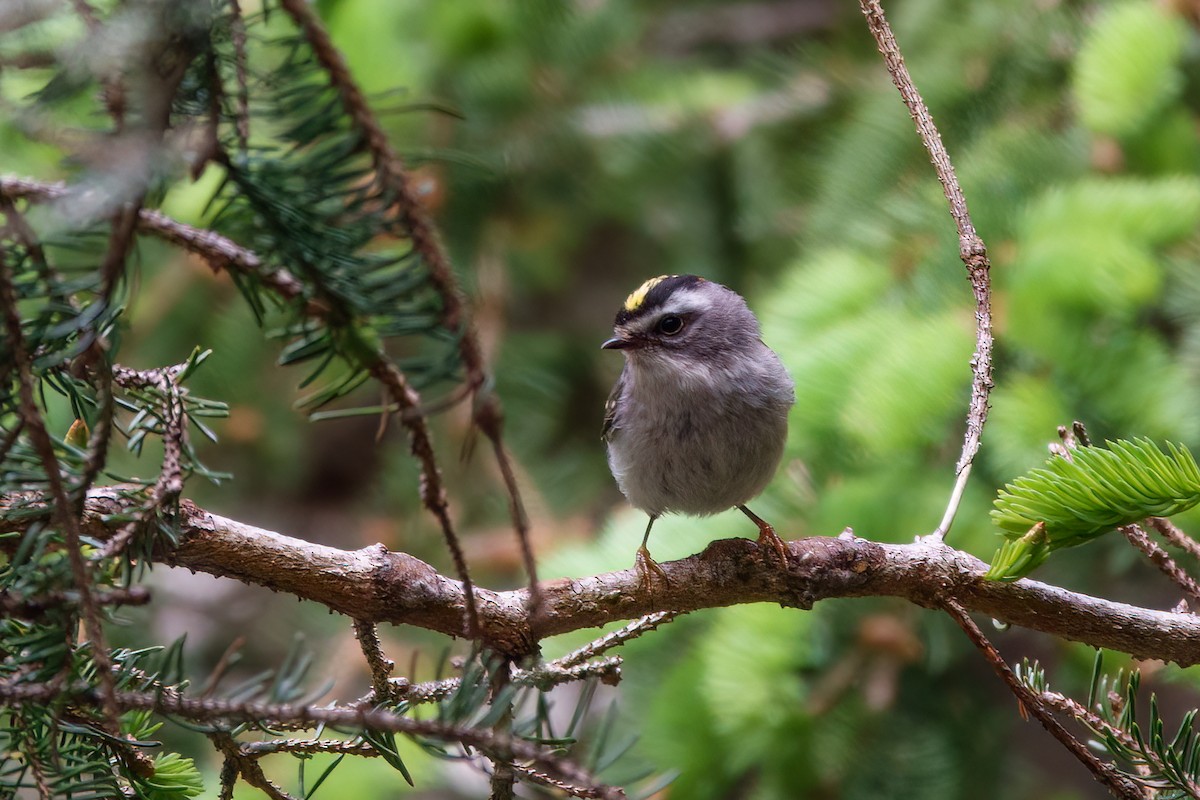 Golden-crowned Kinglet - Anne Déry