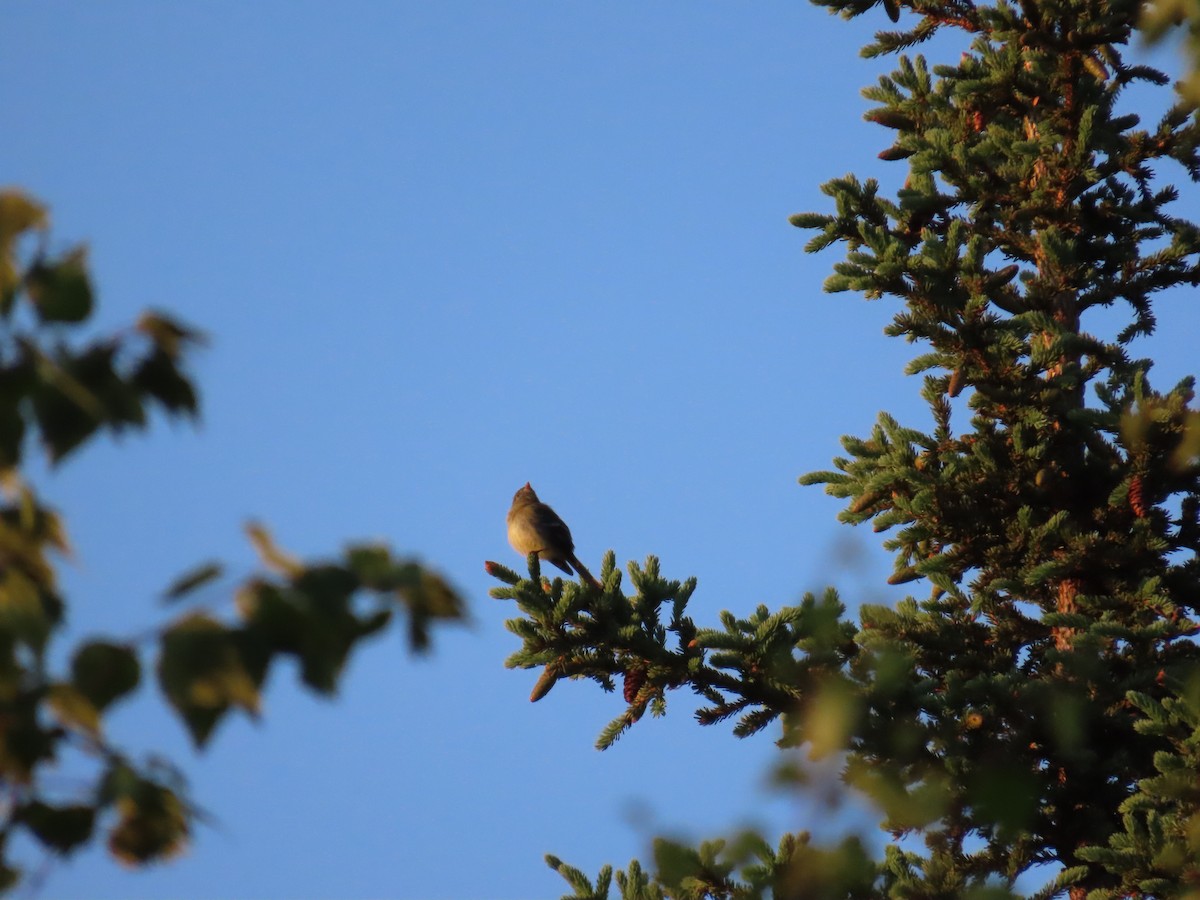 Yellow-bellied Flycatcher - ML620862631