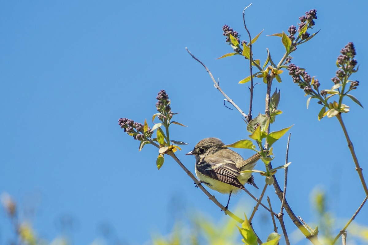 Least Flycatcher - ML620862637