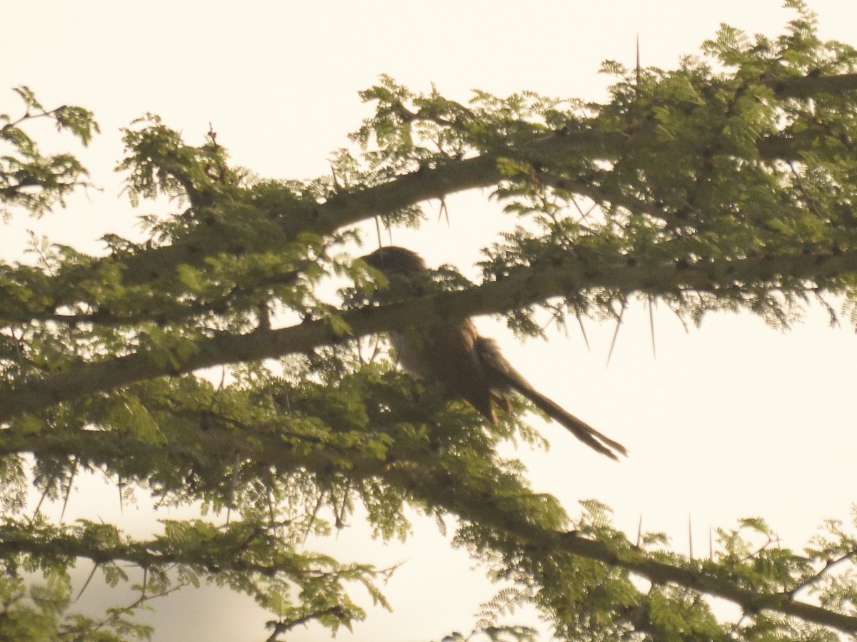 White-browed Coucal - ML620862652