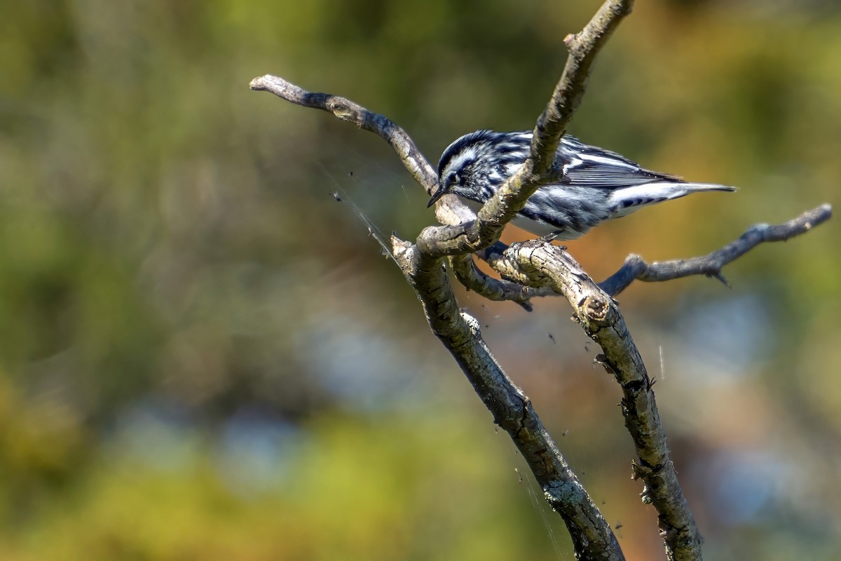 Black-and-white Warbler - ML620862670