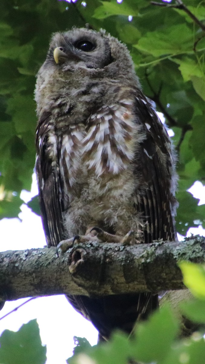 Barred Owl - ML620862686
