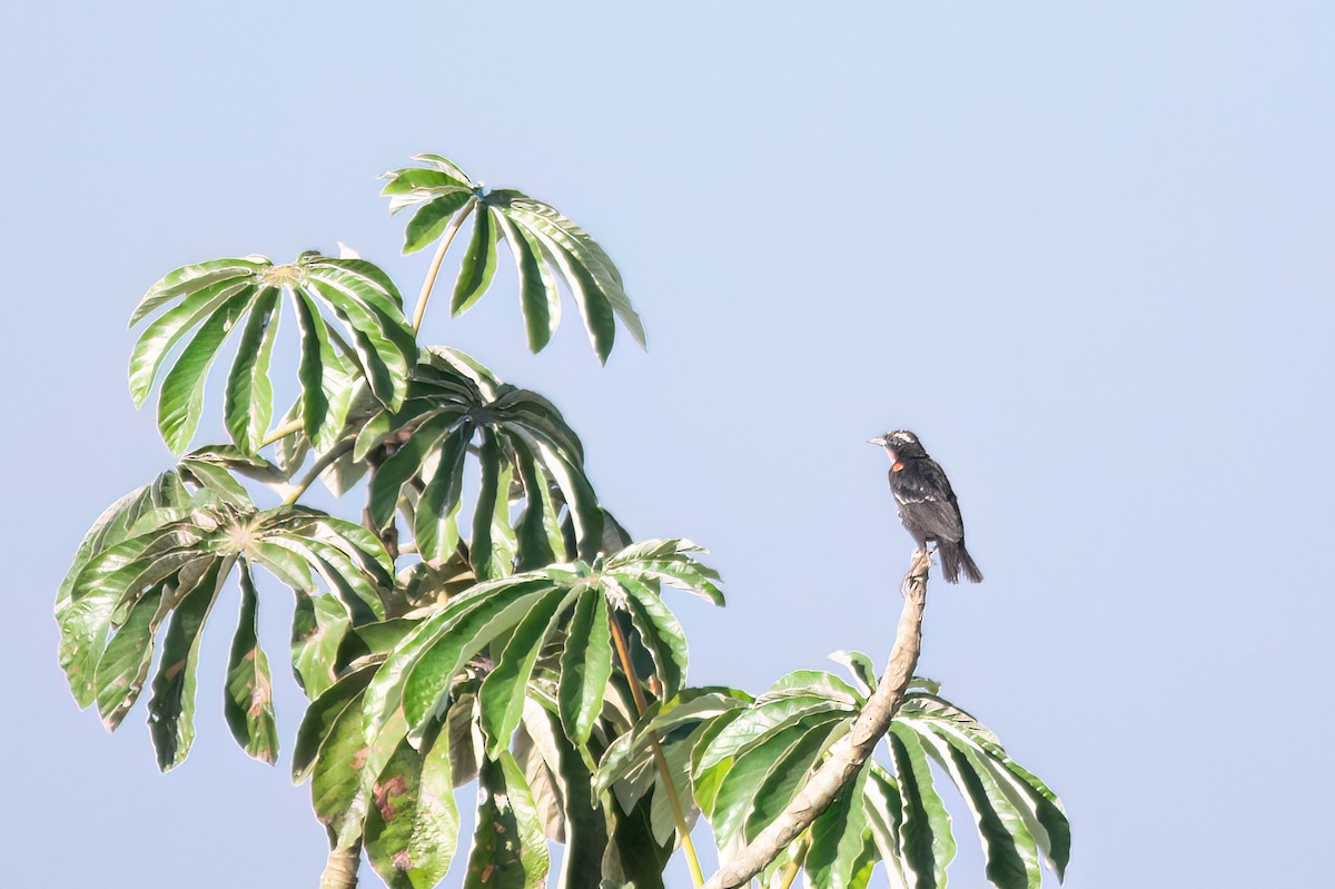 White-browed Meadowlark - ML620862687