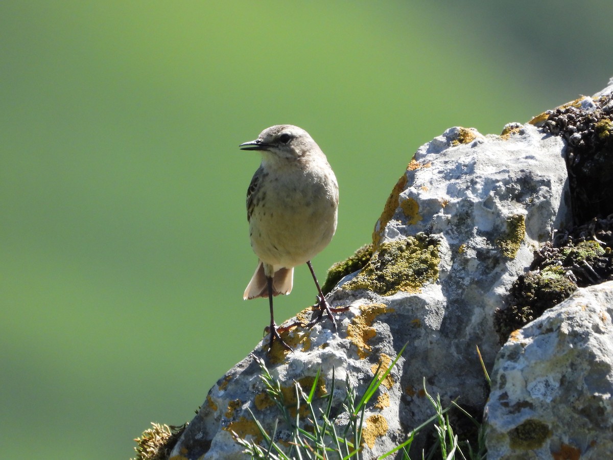 Water Pipit - ML620862697