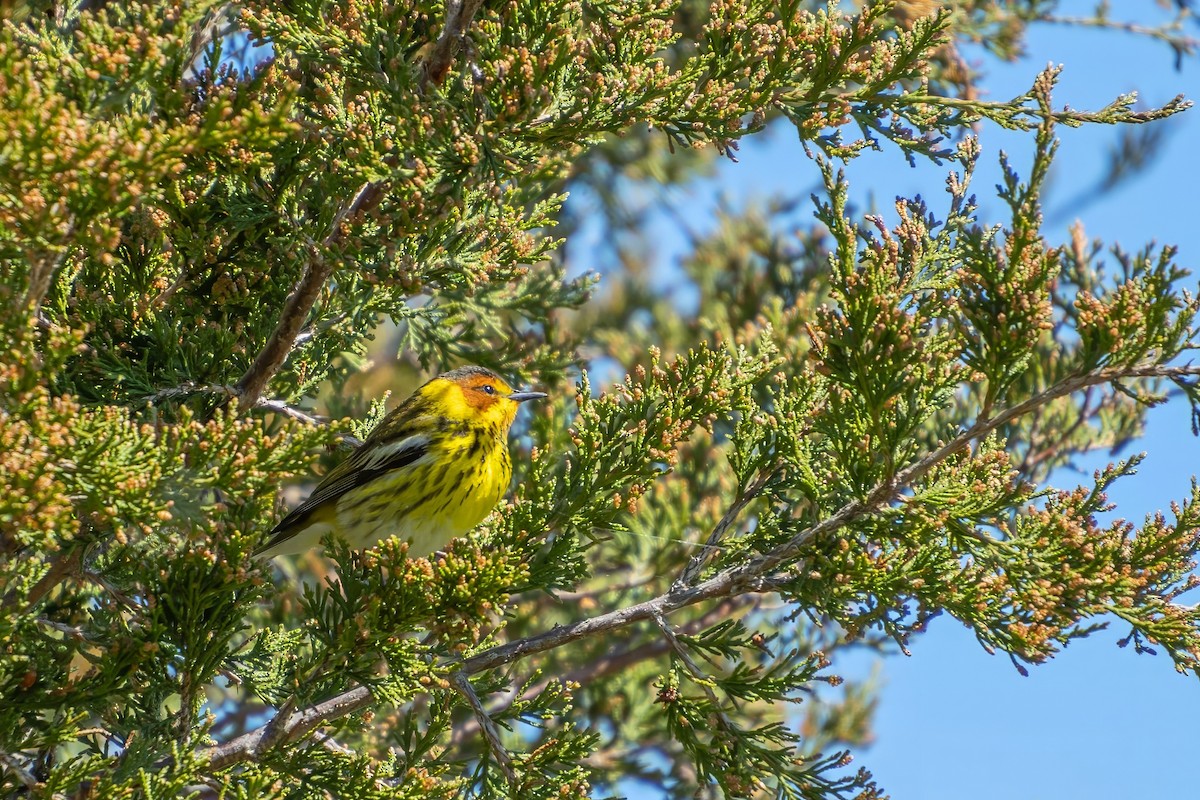 Cape May Warbler - ML620862714