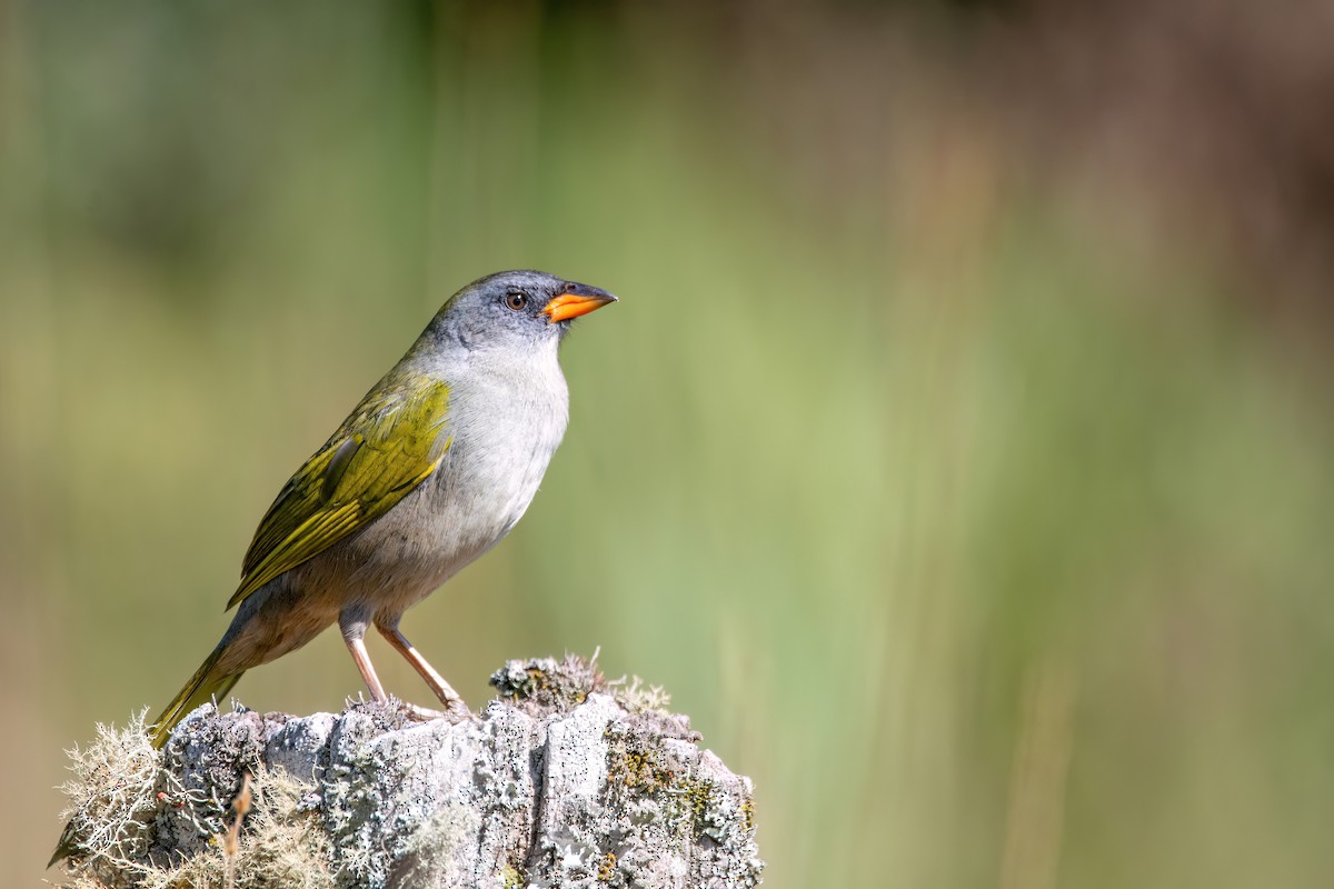 Great Pampa-Finch - ML620862729