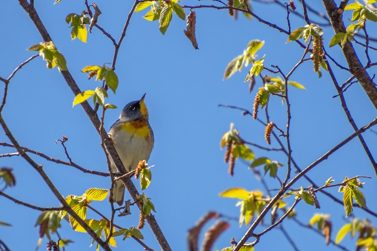 Northern Parula - ML620862732