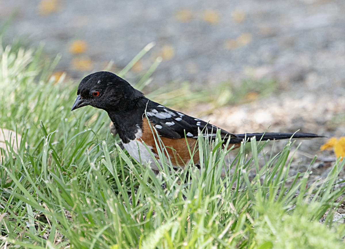 Spotted Towhee - Terry  Hurst