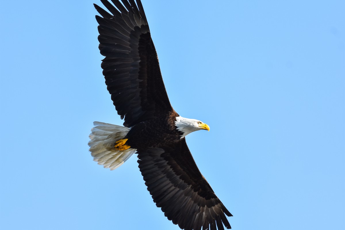 Weißkopf-Seeadler - ML620862754