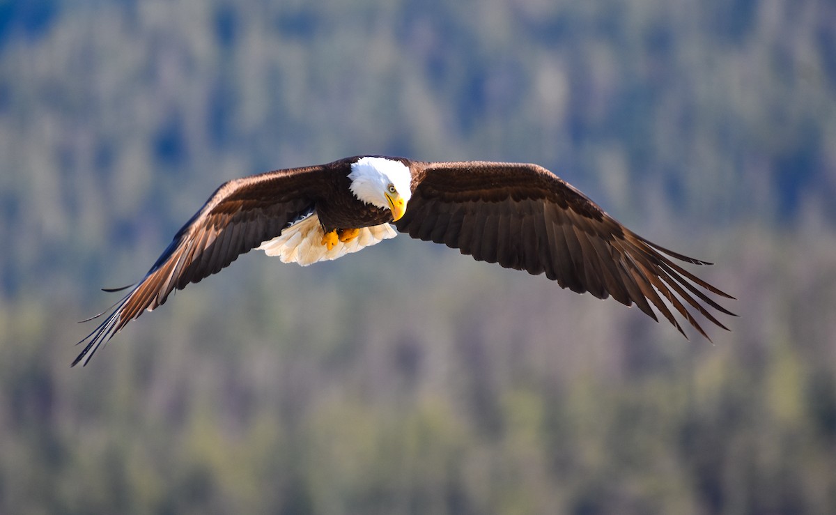 Bald Eagle - ML620862756