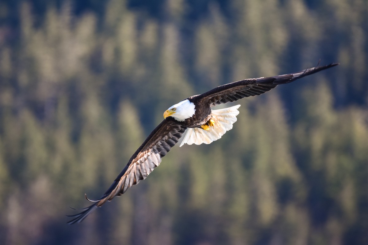 Weißkopf-Seeadler - ML620862758