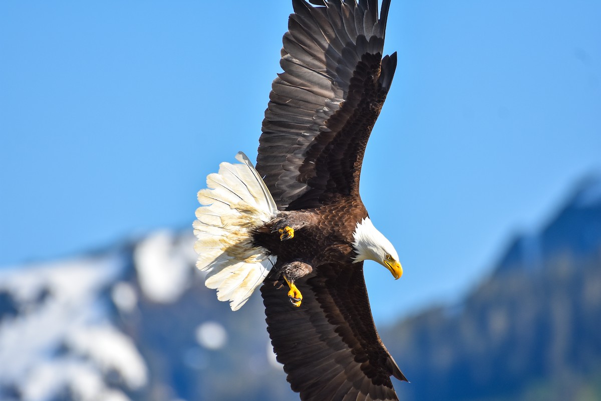 Weißkopf-Seeadler - ML620862761