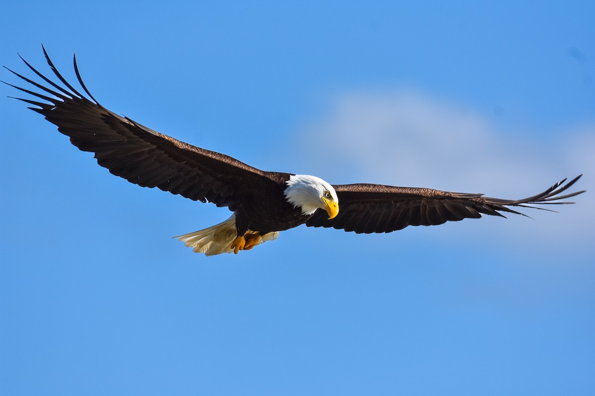 Weißkopf-Seeadler - ML620862763