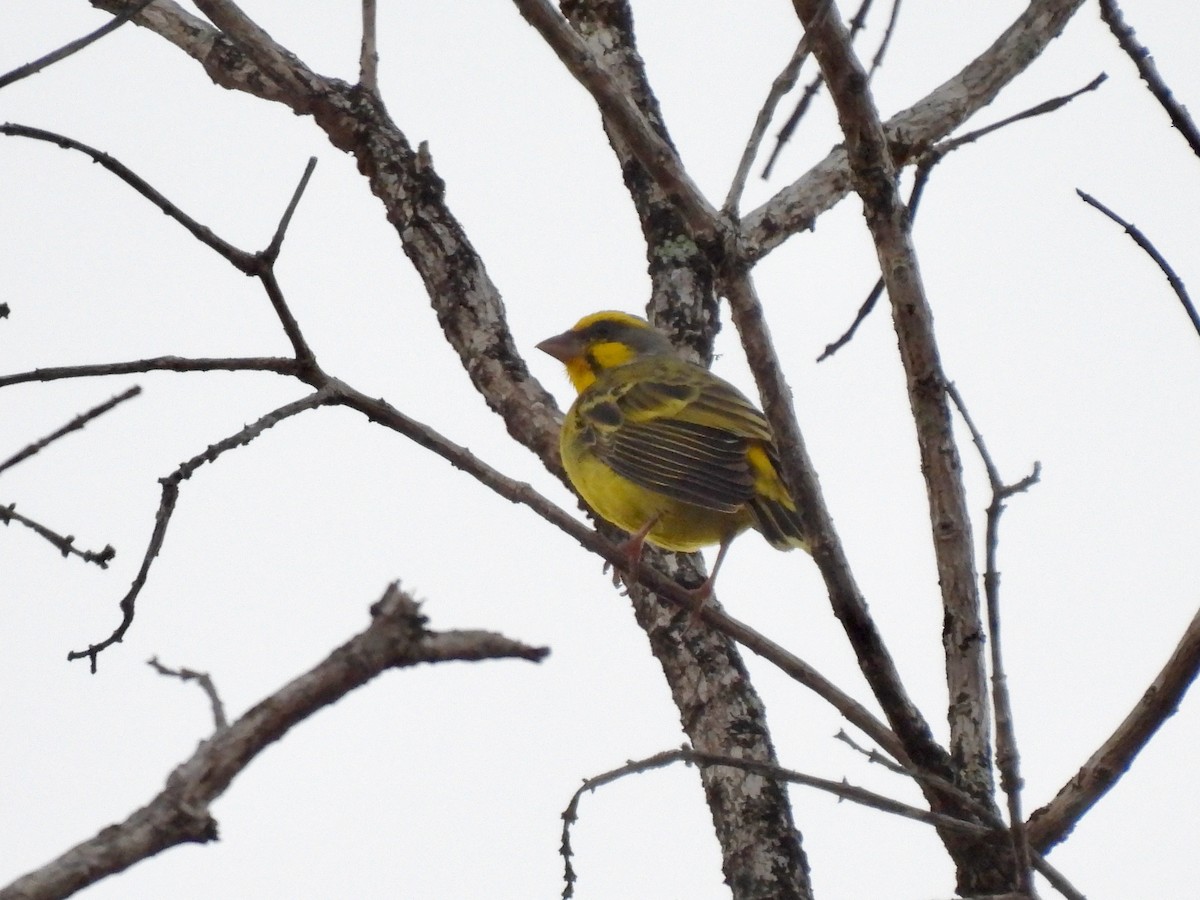 Yellow-fronted Canary - ML620862767