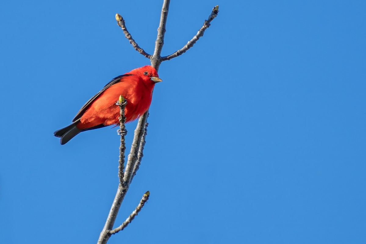 Scarlet Tanager - ML620862781