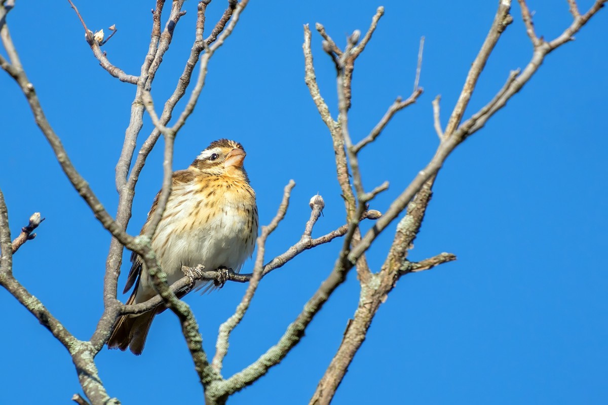 Rose-breasted Grosbeak - ML620862786