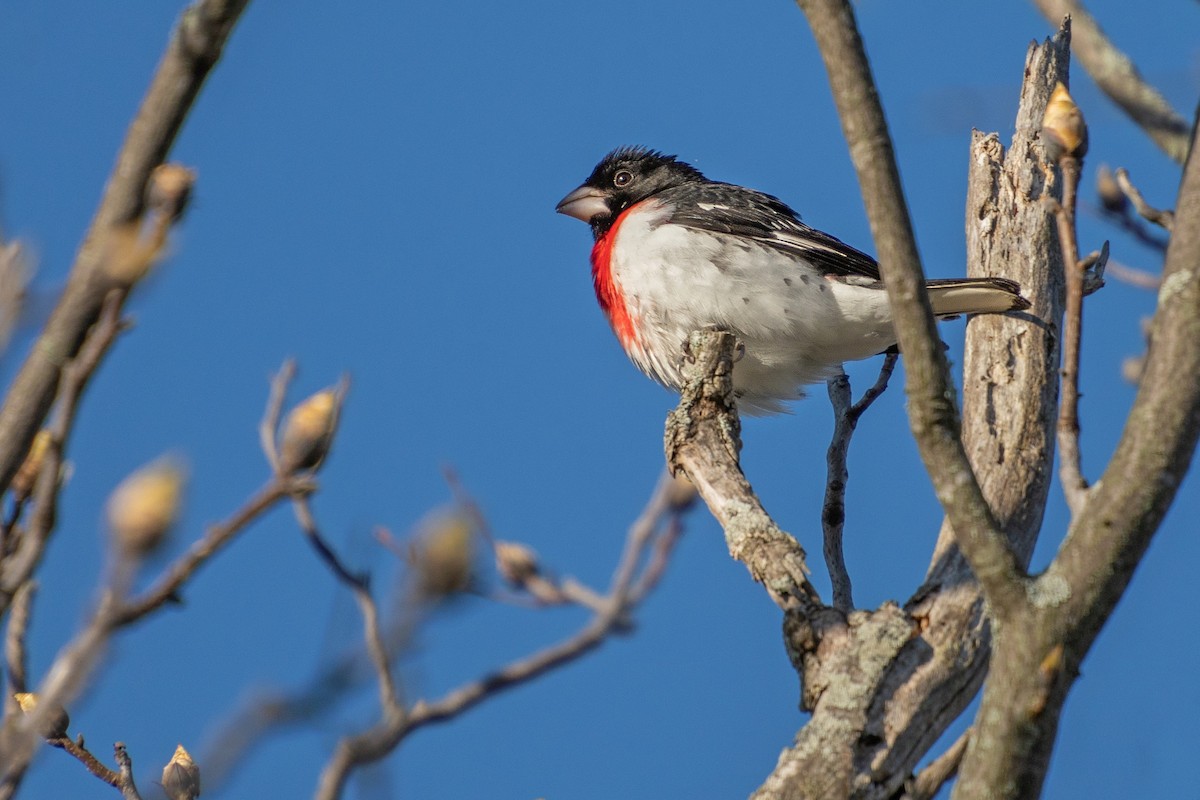 Rose-breasted Grosbeak - ML620862787