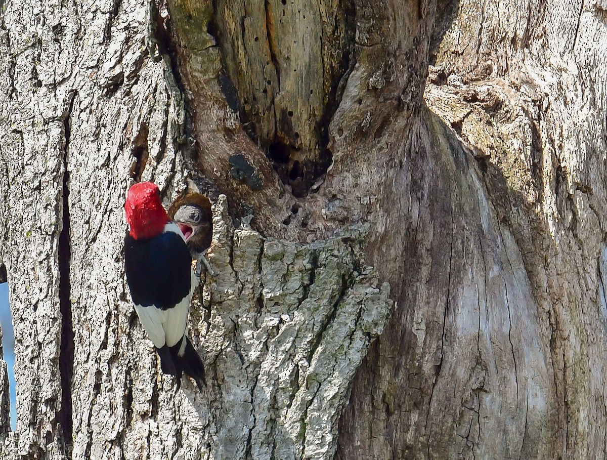 Red-headed Woodpecker - ML620862817