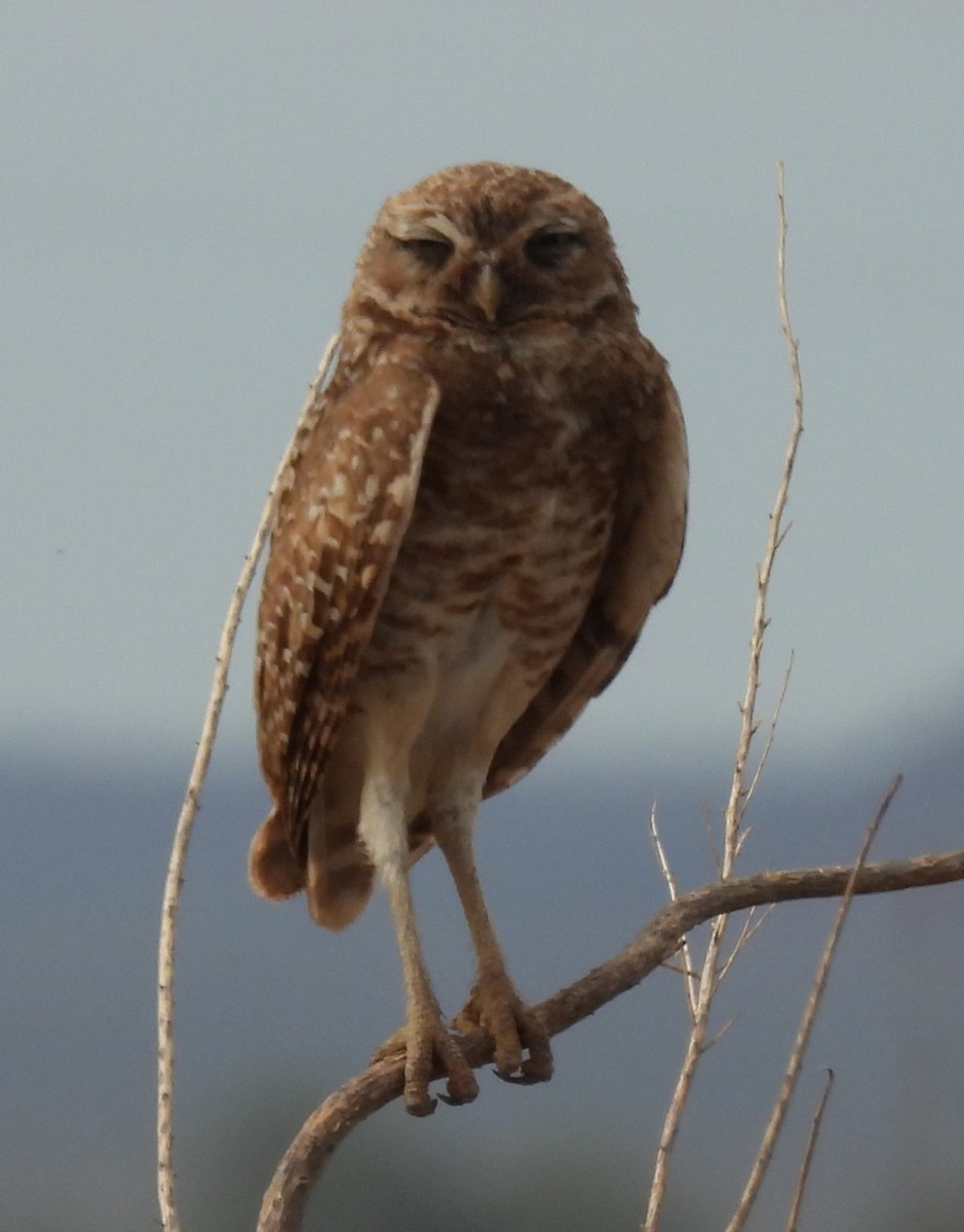 Burrowing Owl - ML620862820
