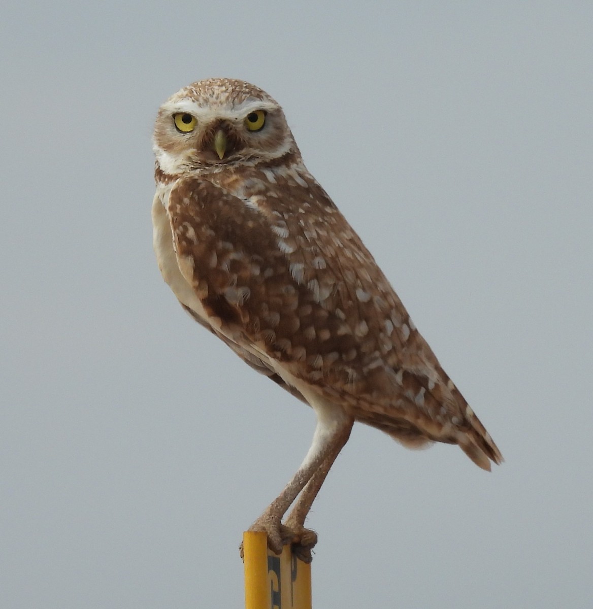 Burrowing Owl - ML620862821