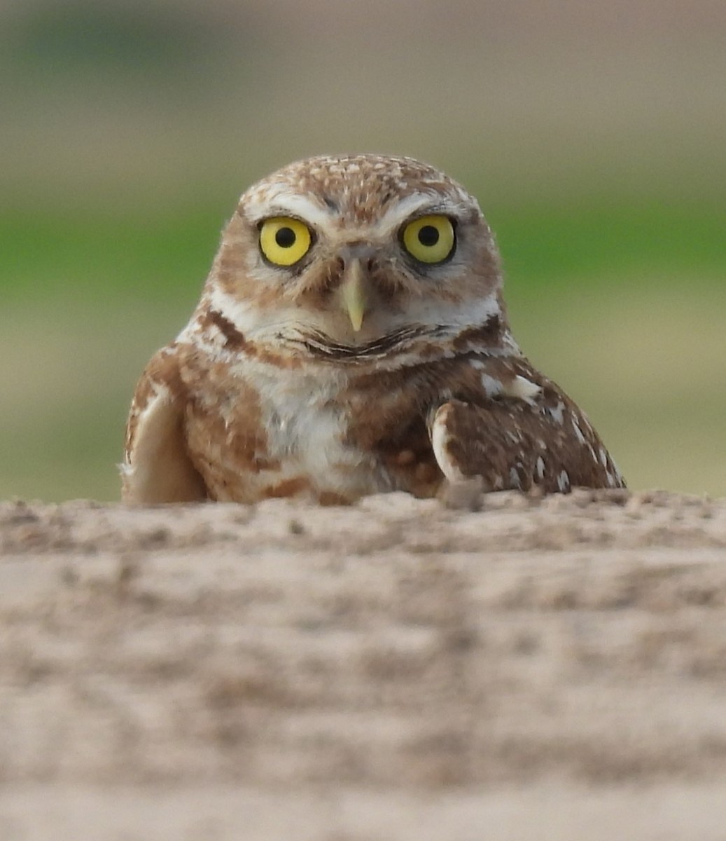Burrowing Owl - ML620862822