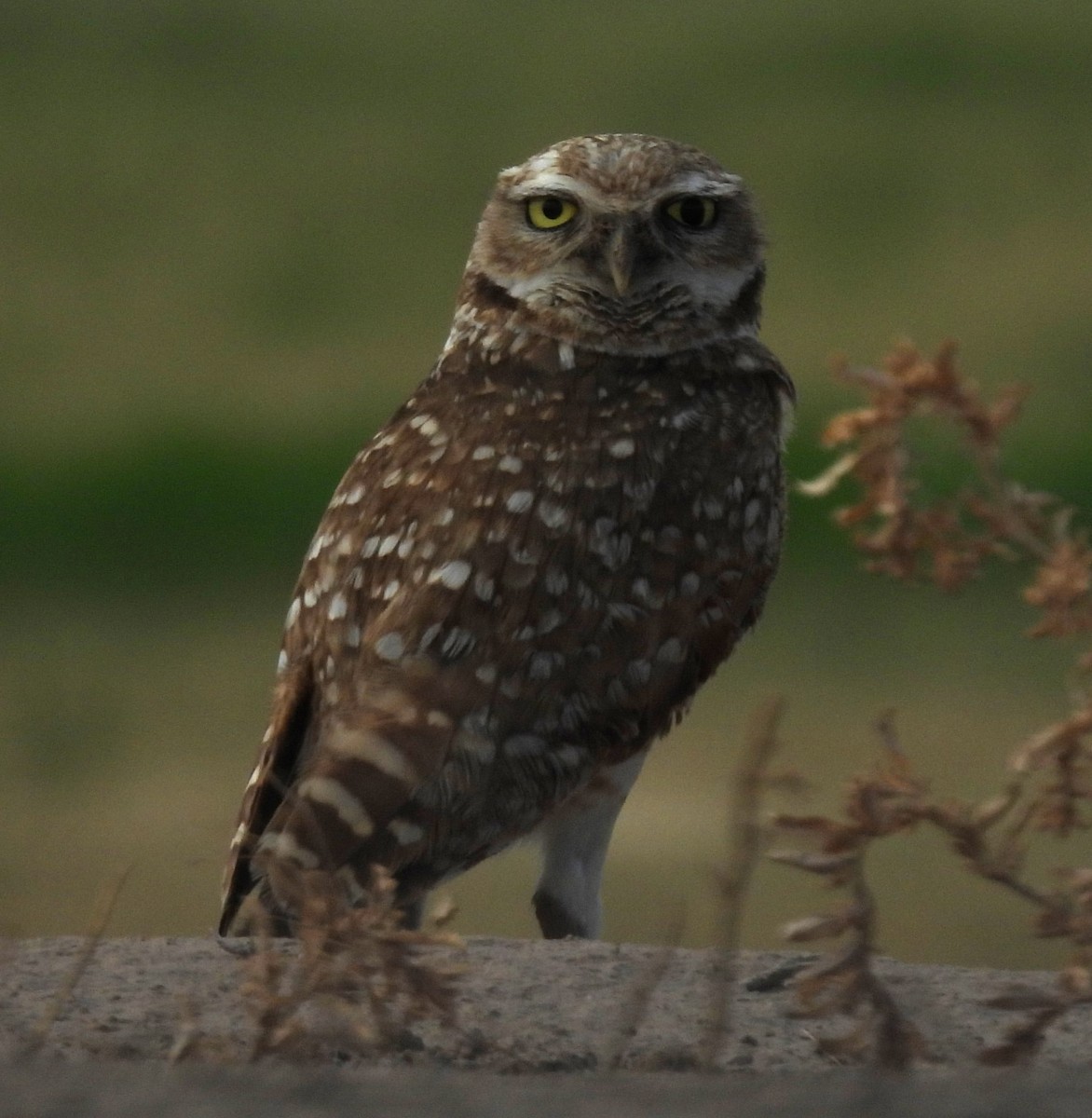 Burrowing Owl - ML620862823
