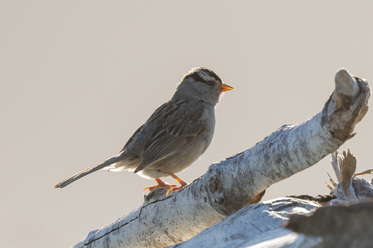 White-crowned Sparrow - ML620862825